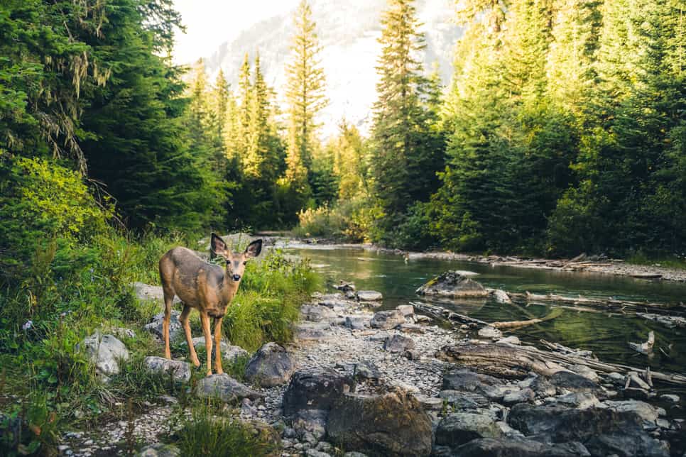 Finding Water Sources in the Wild