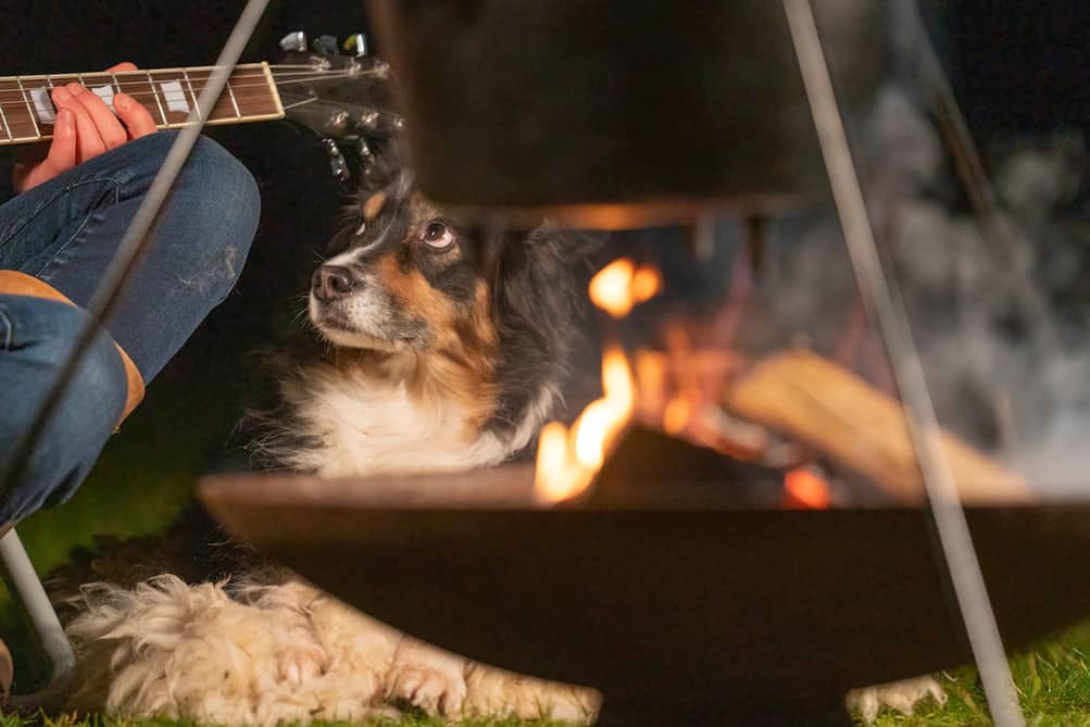 Campfire Safety with Dogs