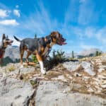 Canine First Aid for Camping Trips