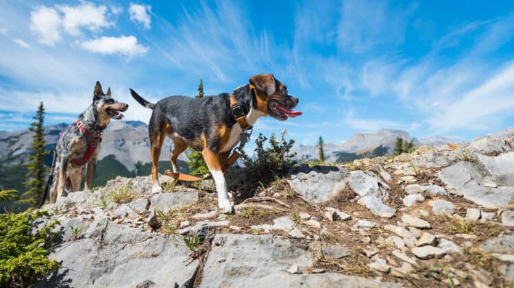 Canine First Aid for Camping Trips