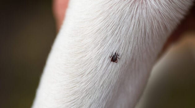 Protect Your Dog From Ticks And Fleas