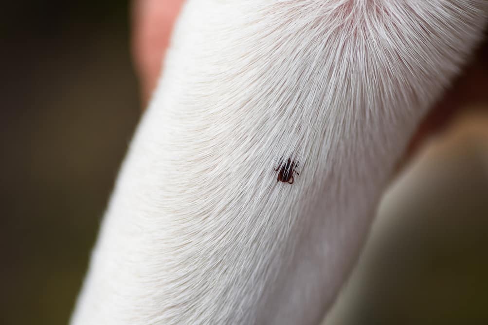 Protect Your Dog From Ticks And Fleas