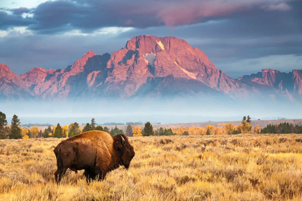 Wildlife Encounters in US National Parks