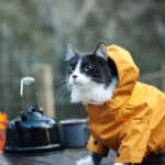 Cats And Campfires Safety Tips
